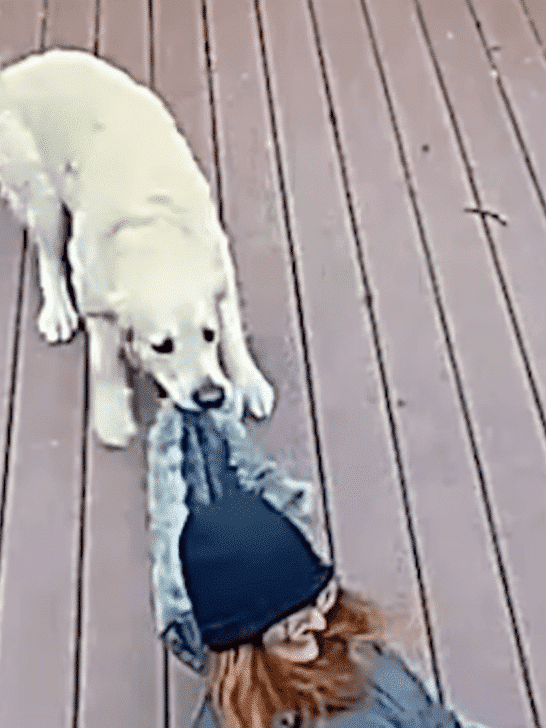 Dog Takes Down His Owner When He Thinks Her Scarf Is A Toy