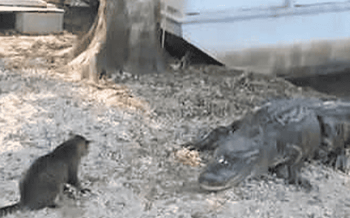 Watch: Cat Taunts Two Alligators