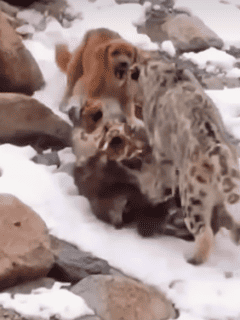 Watch: Snow Leopard Chases Dog Away From Carcass