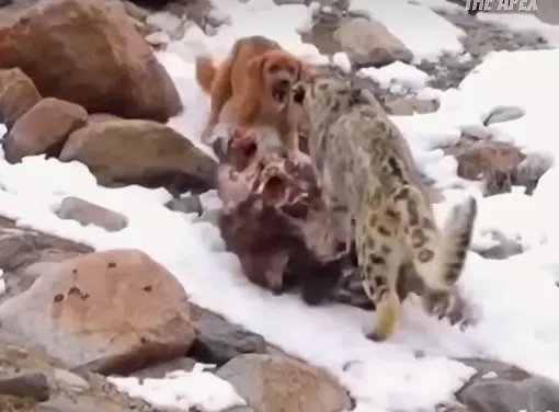 Watch: Snow Leopard Chases Dog Away From Carcass