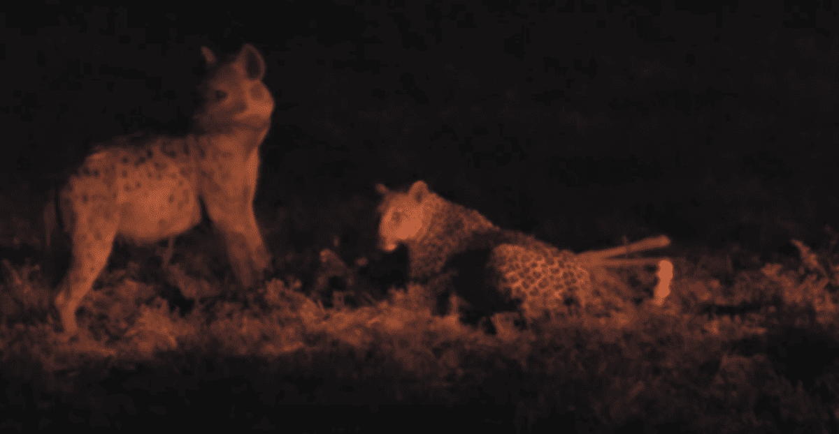 leopard and hyena sharing meal