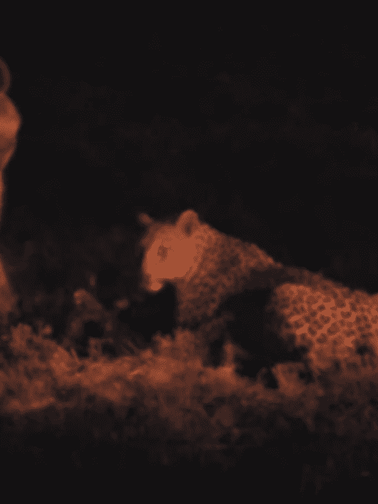 Rare Footage of Leopard and Hyena Eating Side by Side