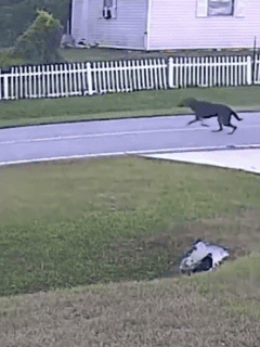 German Shepherd Rescues Child From Dog Attack