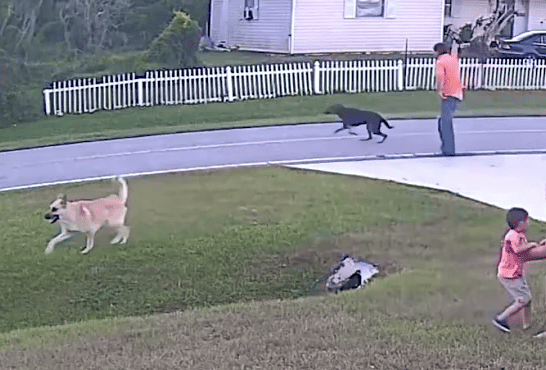 German Shepherd Rescues Child From Dog Attack