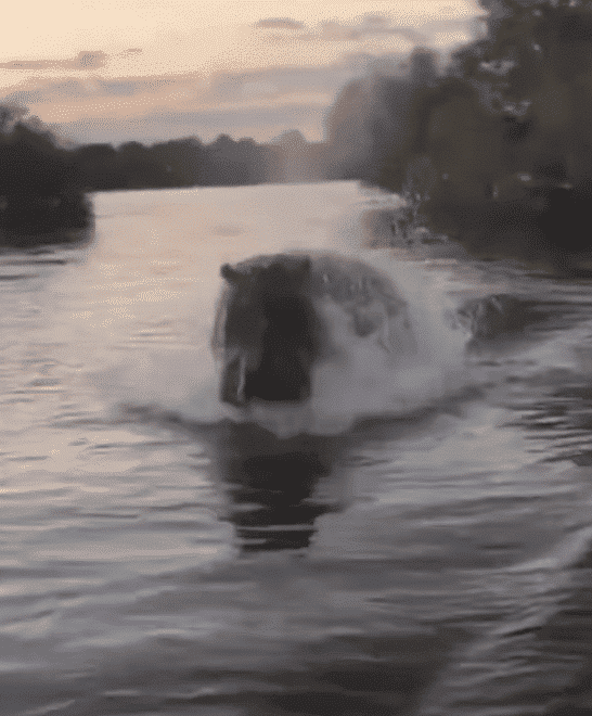 Watch: Alpha Hippo Chases A Boat Who Got Too Close