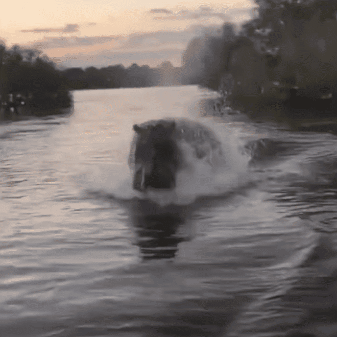 Watch: Alpha Hippo Chases A Boat Who Got Too Close