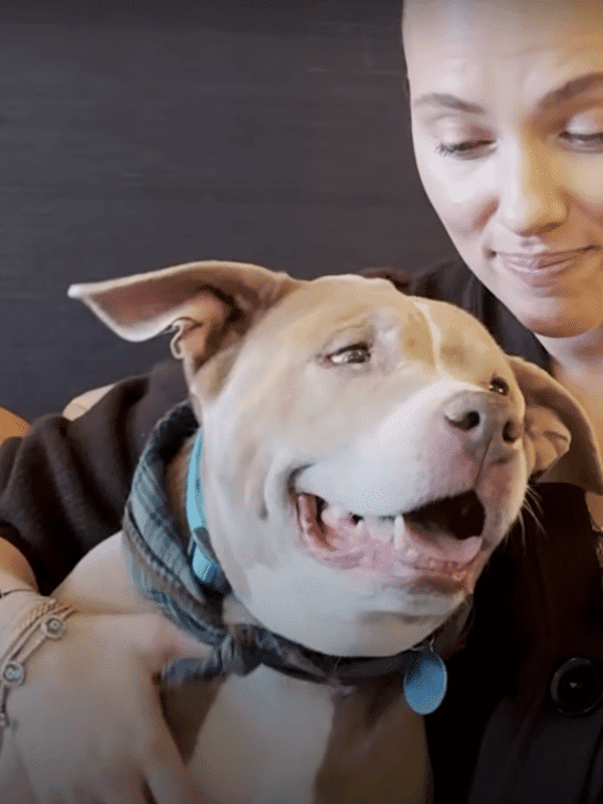 Scarlett Johansson Takes 12 Year Old Pitbull On A Blind Date