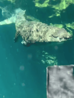 Watch: Underwater Footage Of A Croc Chasing A Girl