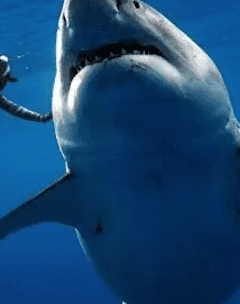 Diver Swims With Record Breaking Largest Great White