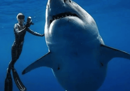 Watch: Diver Swims With Record Breaking Largest Great White
