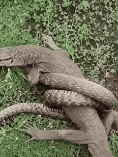 Watch: Monitor Lizard Vs Snake