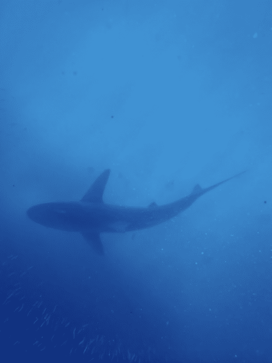 Freediving With Sharks In South Africa