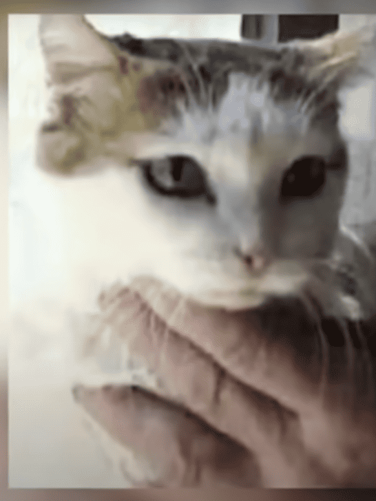 Watch: The World’s Oldest Cat – Meet Creme Puff