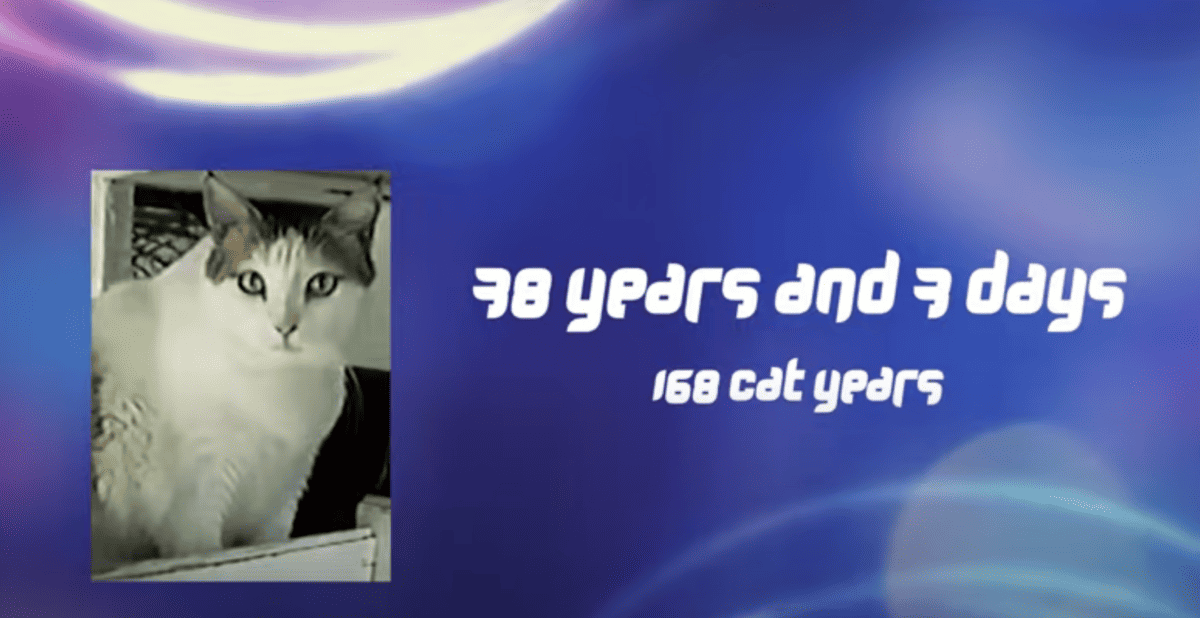 Creme Puff oldest cat
