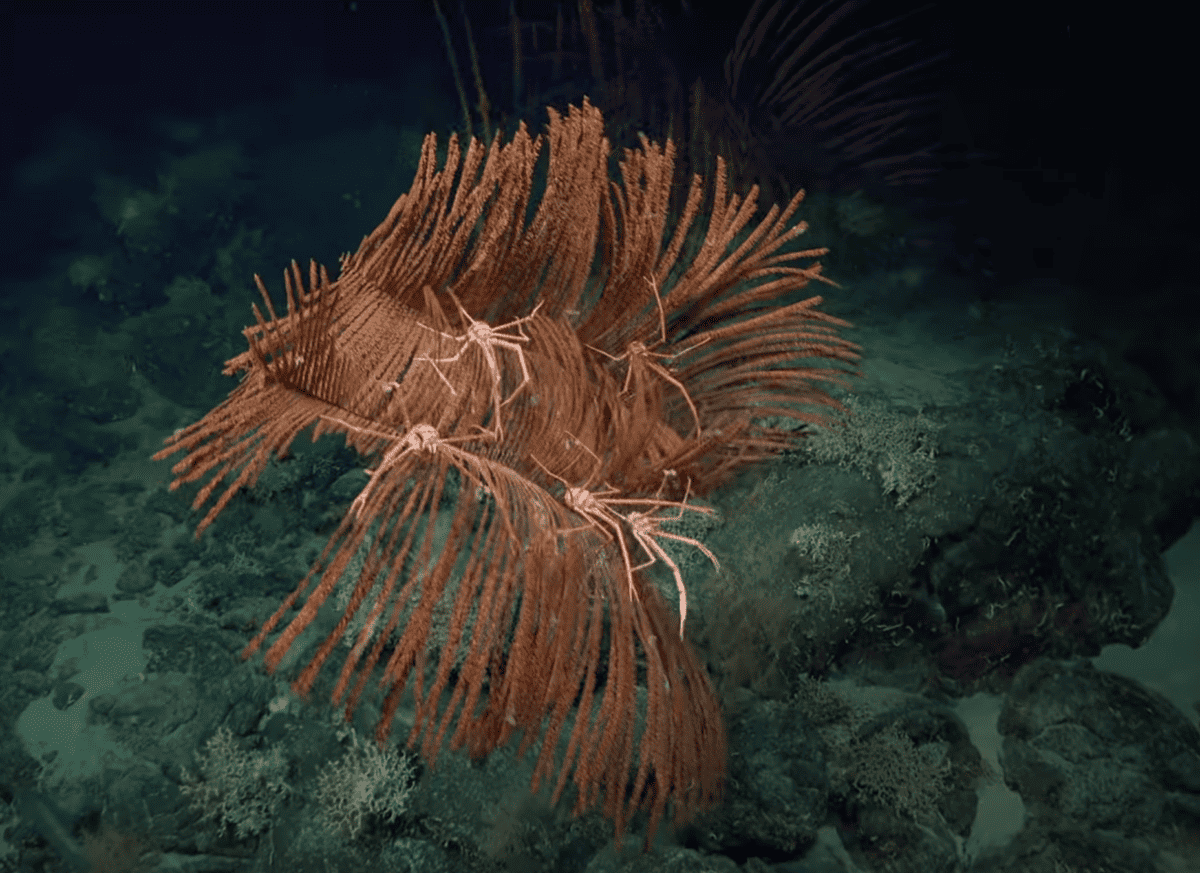 Over 100 deep-sea species discovered