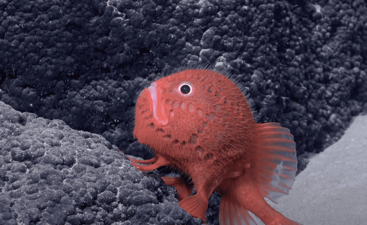 Over 100 deep-sea species discovered