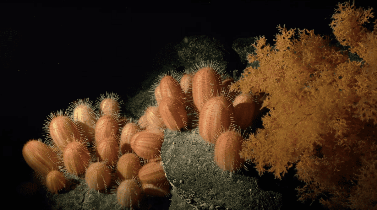 Over 100 deep-sea species discovered