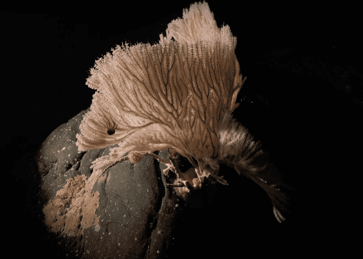 Over 100 deep-sea species discovered