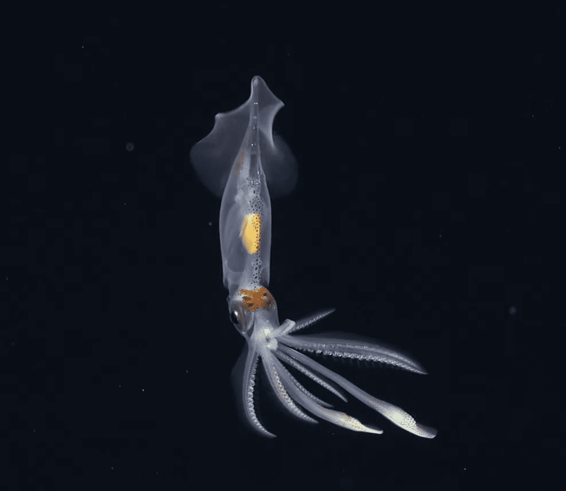 Over 100 deep-sea species discovered