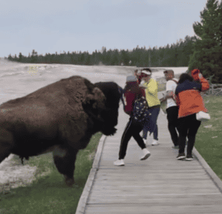 Watch: Bison Charges At Yellowstone Tourist