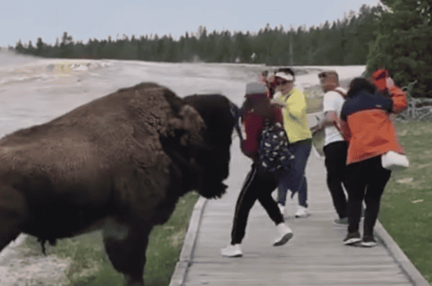 Watch: Bison Charges At Yellowstone Tourist
