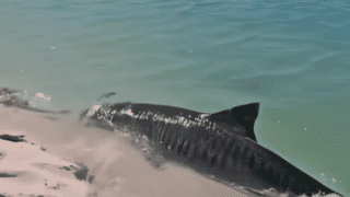 Tiger Shark Spotted Swimming In Ankle Deep Water In Aus
