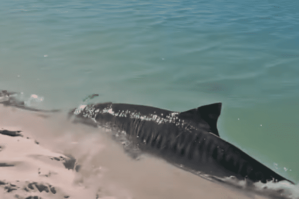 Watch: Tiger Shark Spotted Swimming In Ankle Deep Water In Aus