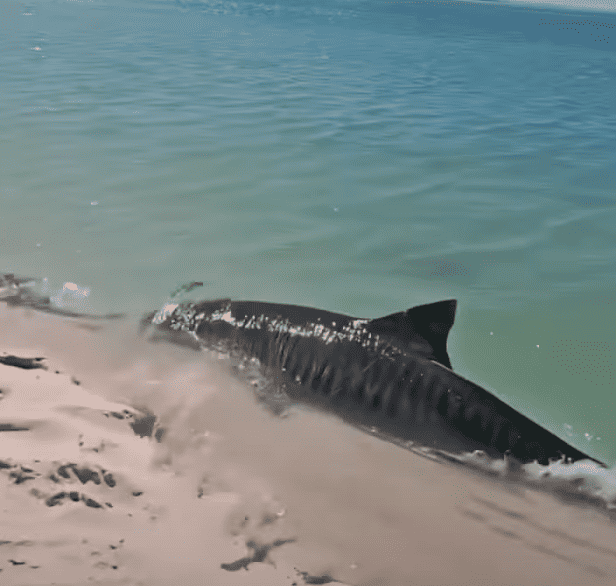 Tiger Shark Spotted Swimming In Ankle Deep Water In Aus