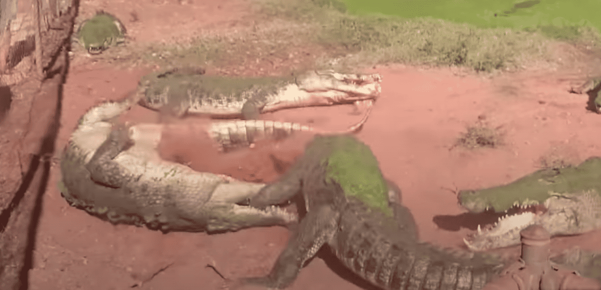 Crocodile Bites Foot Off Another Crocodile
