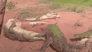 Crocodile Bites Foot Off Another Crocodile