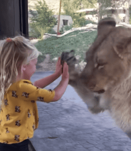 Lioness Plays A Game With 3-Year-Old Girl