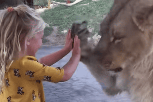 Lioness Plays A Game With 3-Year-Old Girl