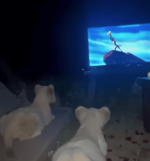 lions watching the lion king