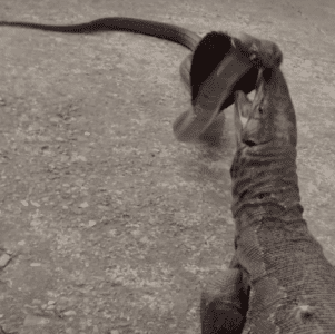 Watch: Monitor Lizard vs Cobra