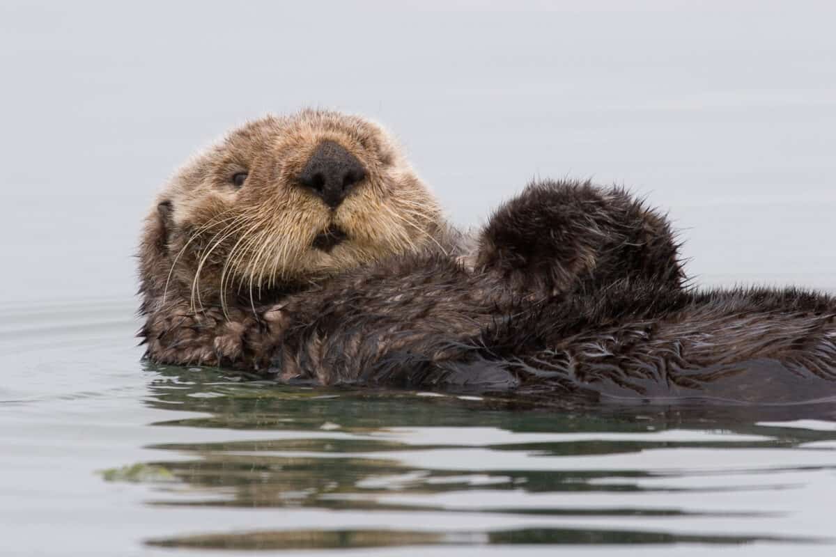 Sea Otter (Enhydra lutris) preening itself in Morro Bay.