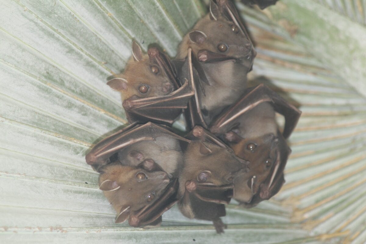 bats in a huddle