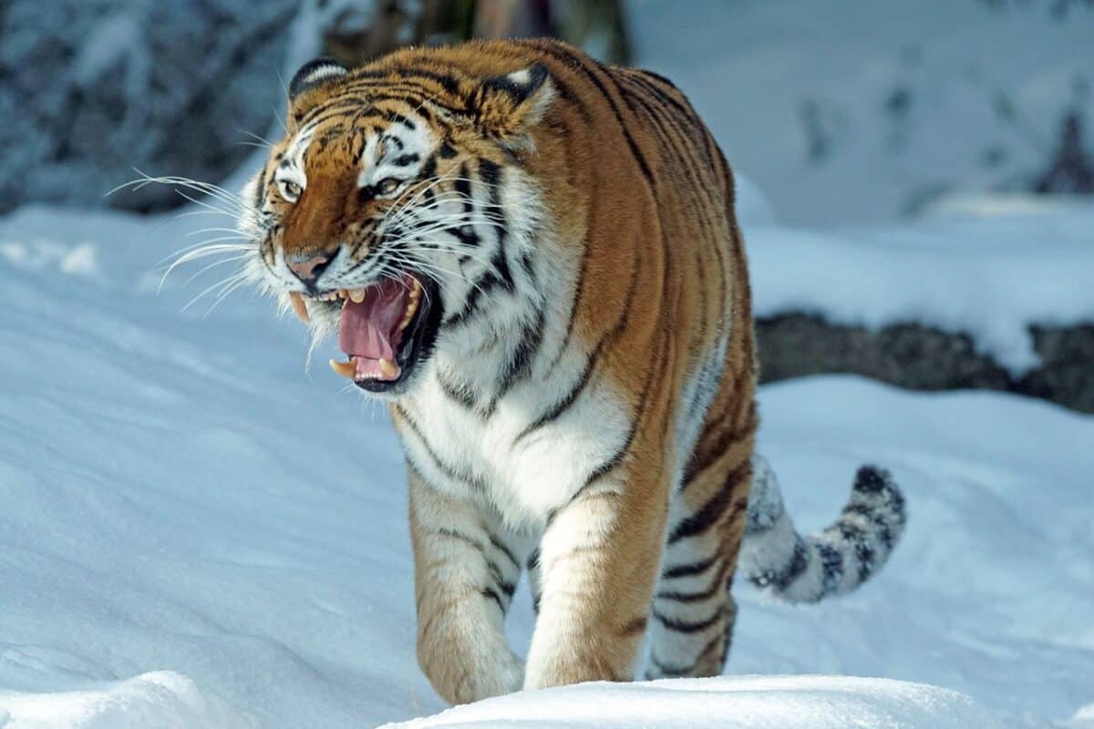 Siberian Tiger