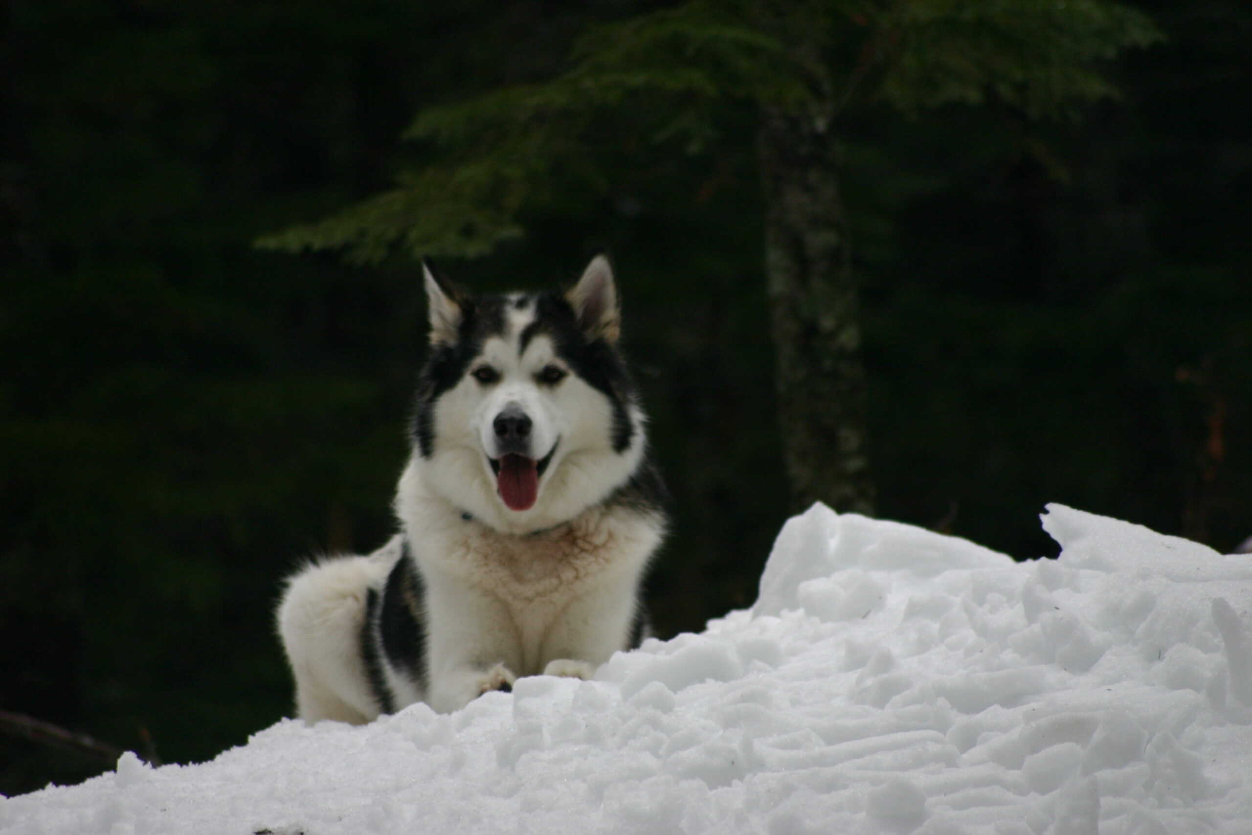 Husky