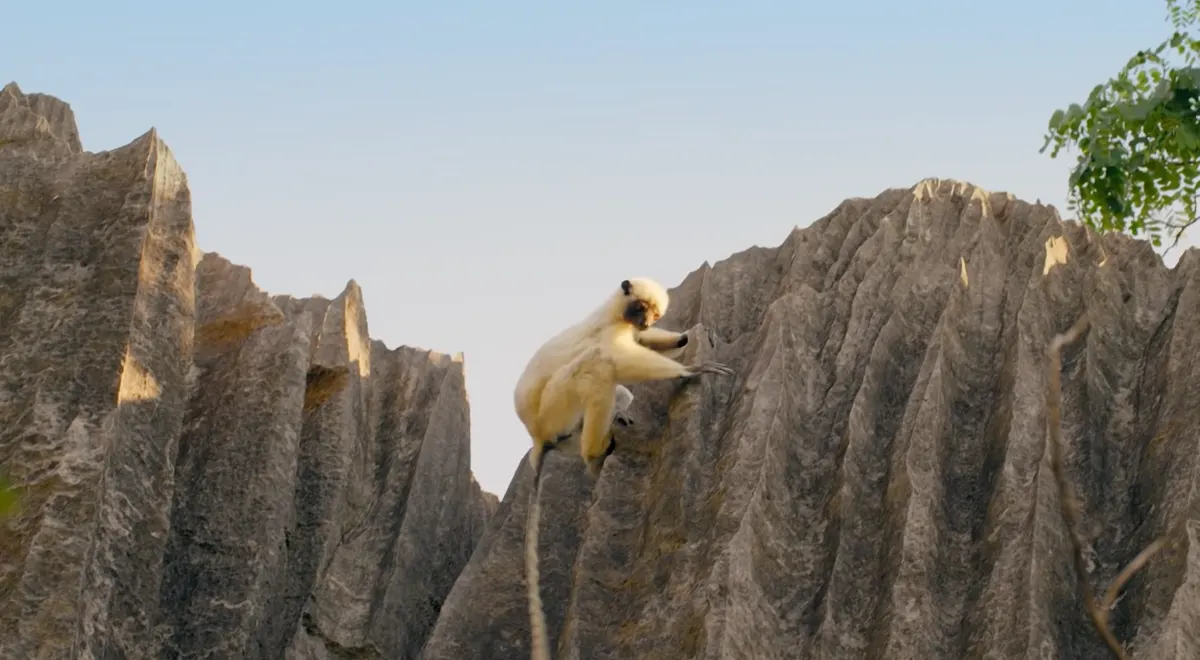 Sifaka lemurs leaping on limestone shards.