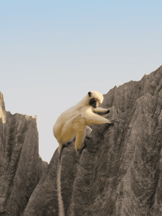 Watch The Sifaka Lemurs of Madagascar Leap Across Limestone Shards