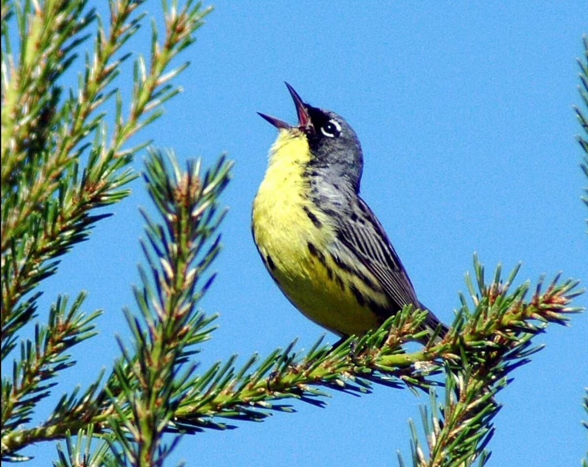 Singing Kirtland Warbler. SFWSmidwest, Public domain, via Wikimedia Commons