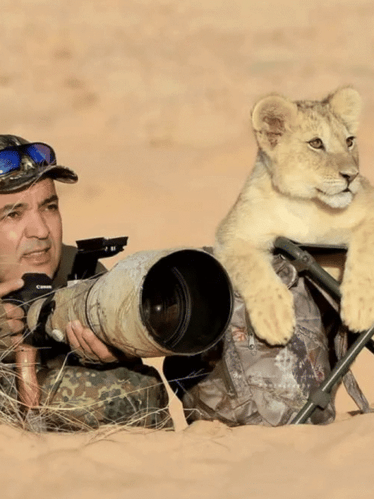 Lion Cub Becomes Wildlife Photographer&rsquo;s Loyal Assistant