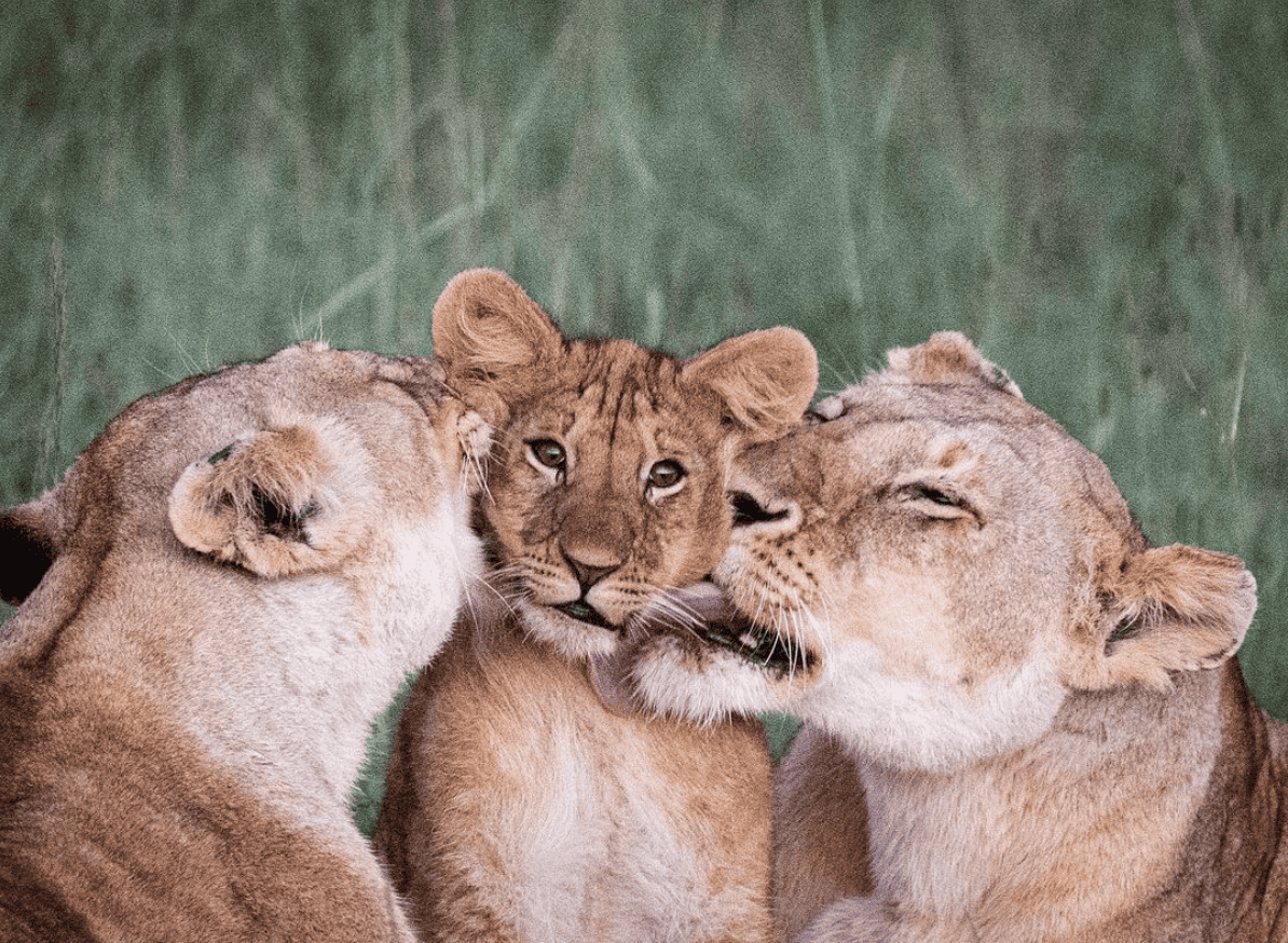 Lion Cub gets Affection