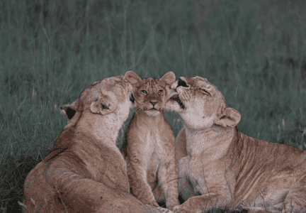 Rare sight: Lion Cub gets Overflow of Affection in the Wild