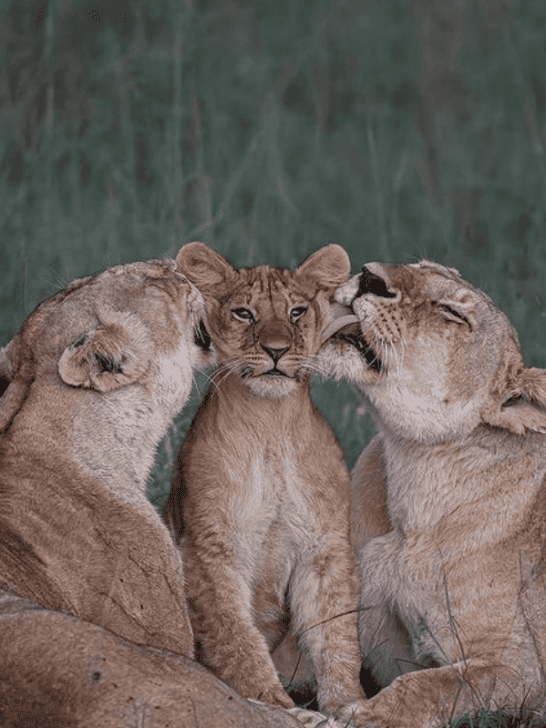 Rare sight: Lion Cub gets Overflow of Affection in the Wild