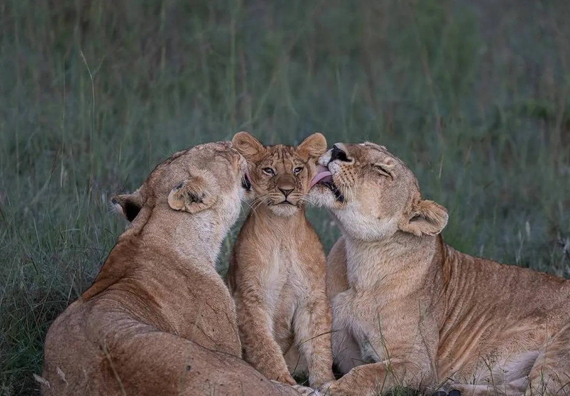 Lion Cub gets Affection