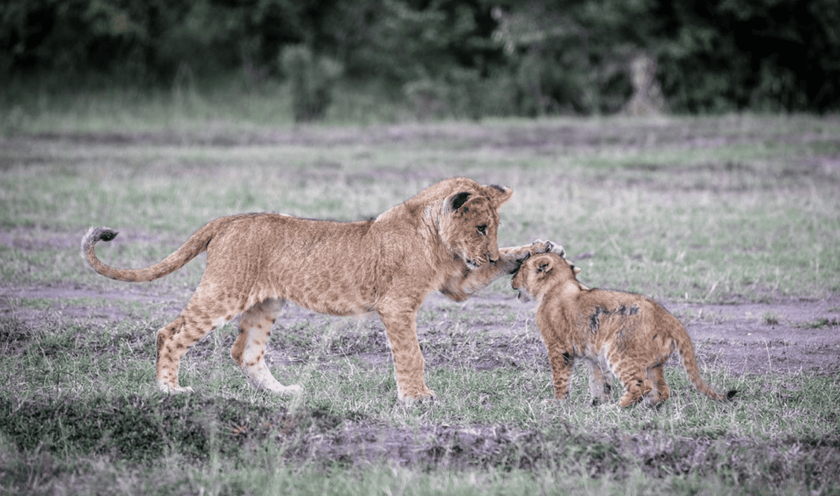 Lion Cub gets Affection