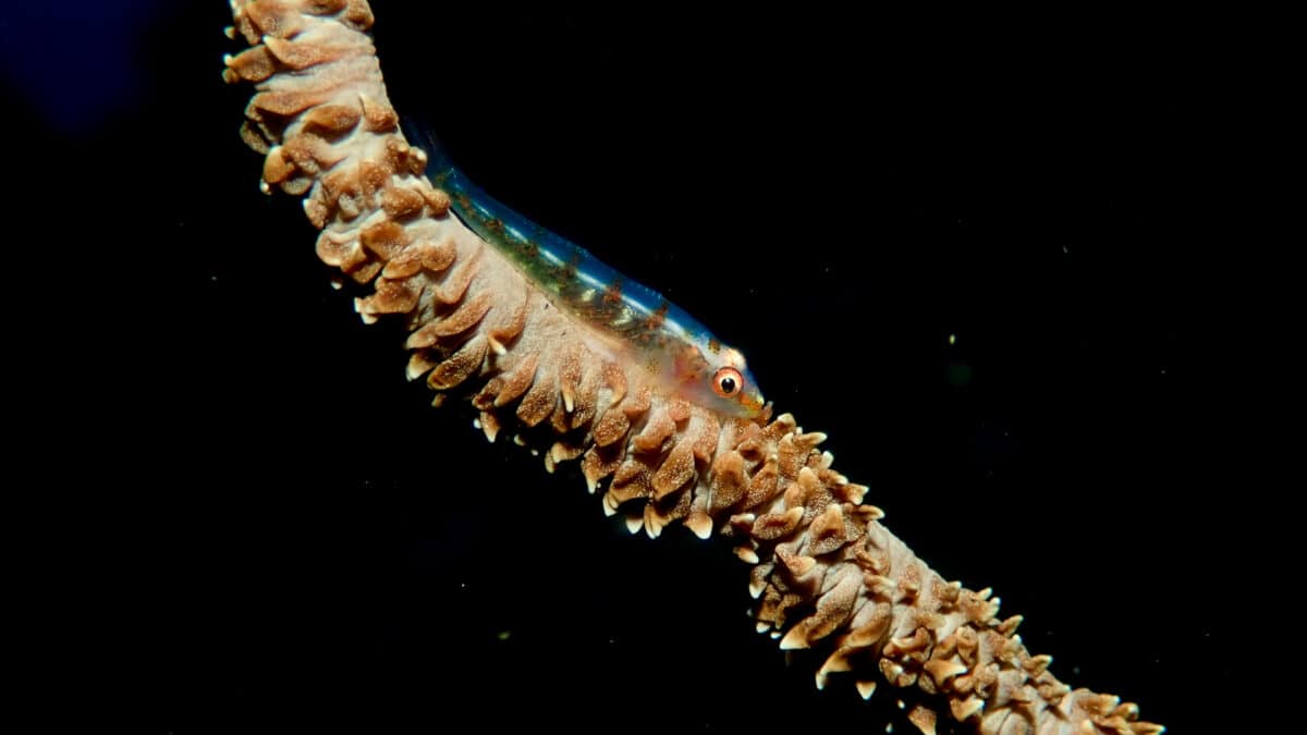 Small sea whip goby with semi transparent body living on the sea whip coral in Sodwana Bay. Image by Tara Panton.