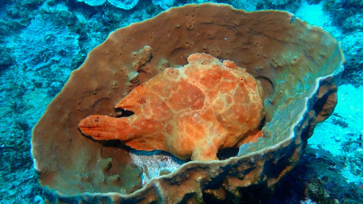 Well camouflaged frogfish sitting in coral in Sodwana Bay. Image by Tara Panton