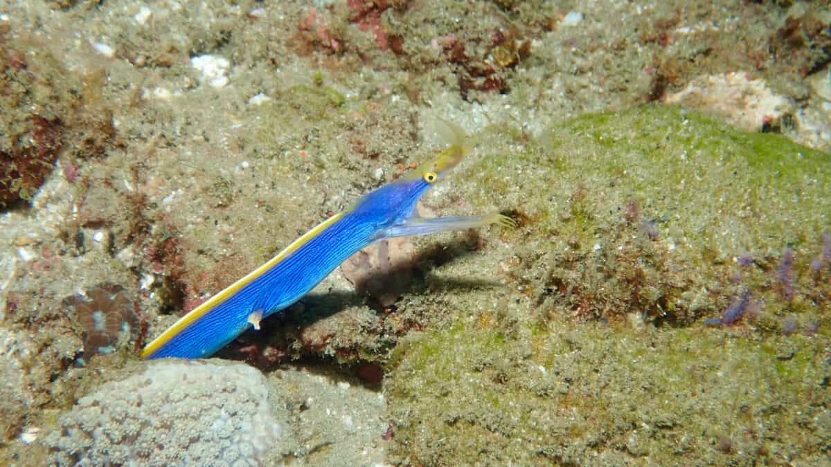 Ribbon eel reaching out its hole with electric blue and yellow contrasting coloring. Image by Tara Panton.
